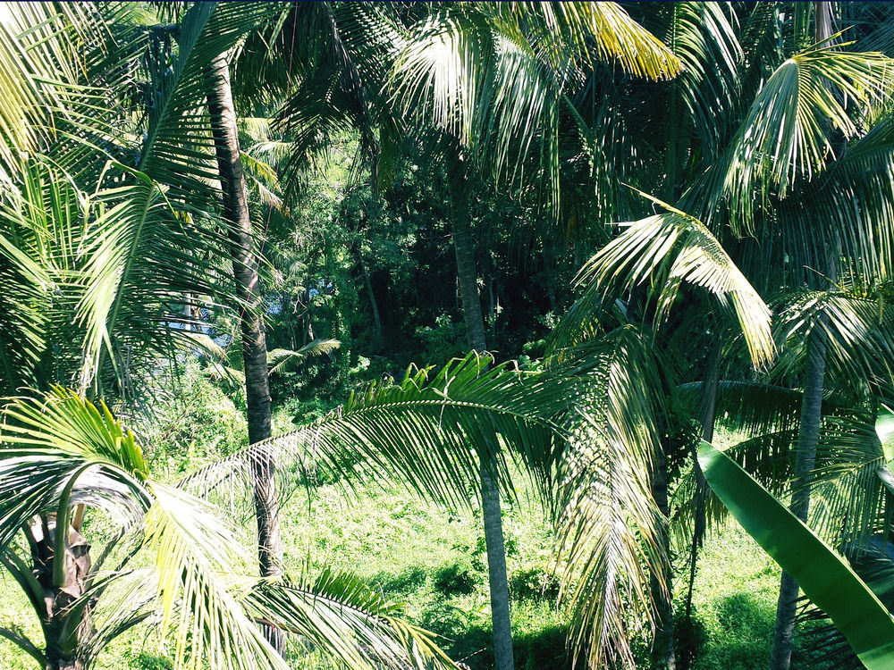 Oyo 1946 Terrace Campuhan Ubud  Exterior photo